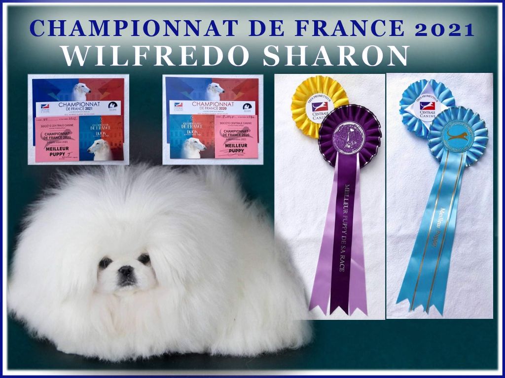 wifredo Sharon