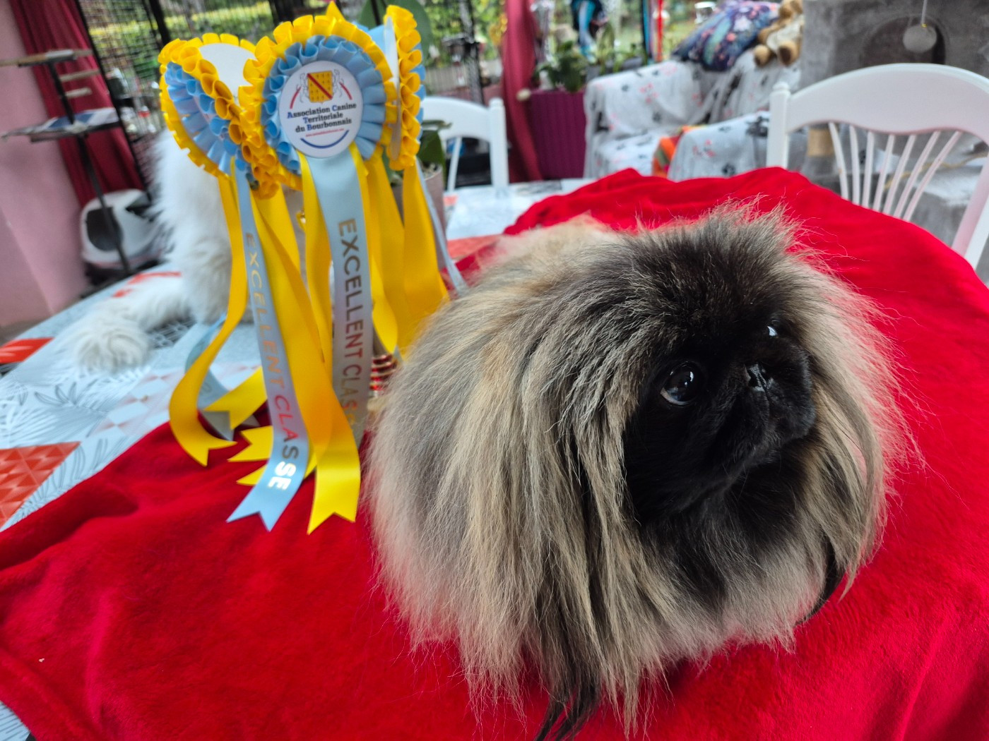 Hanna venecija Venecija hanna