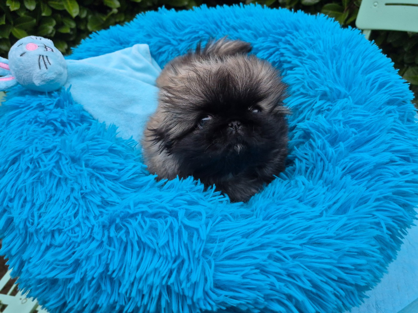 Chiot Pekinois de la Vallée des Rubis