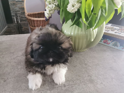 CHIOT 3