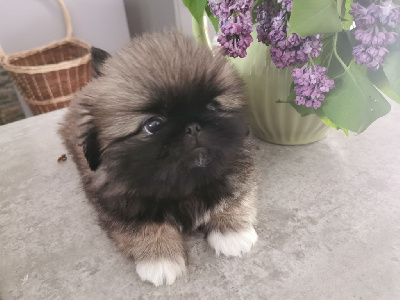 CHIOT 2