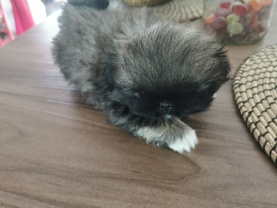 CHIOT 1