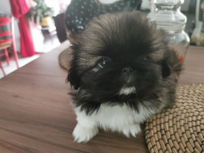 CHIOT 4